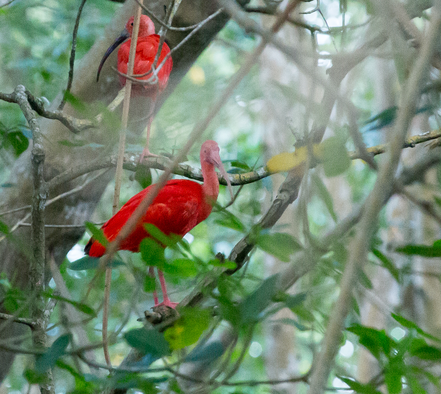 Scarlet Ibis in the Mangroves